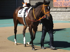 20200209 東京7R 4歳上1勝クラス ピンシェル 07