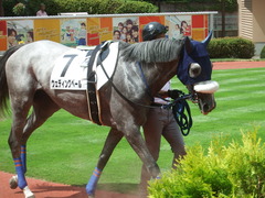 20190810 新潟7R 3歳1勝クラス ウェディングベール 06