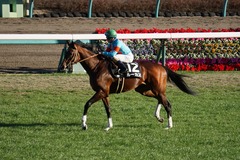 20191228 中山10R 立志S(3勝クラス) ルーカス 20