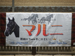 20190601 東京6R 3歳未勝利 マルニ 02