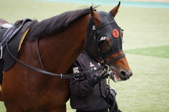 20191124 東京10R ウェルカムS (3勝) オウケンブラック 04