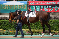 20191020 東京8R 3歳上1勝クラス ピンシェル 10