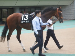 20190608 東京11R 多摩川S 3勝 ルーカス 02
