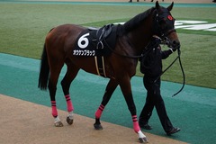 20191124 東京10R ウェルカムS (3勝) オウケンブラック 08