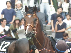 20190608 東京11R 多摩川S 3勝 ルーカス 15