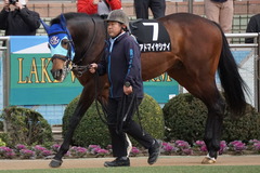20200125 中山10R 東雲賞(3勝) アドマイヤシナイ 05