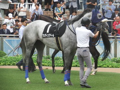 20190921 中山9R 九十九里特別 2勝 ウェディングベール 08
