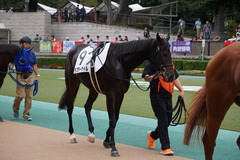 20191026 東京12R 3歳上1勝クラス ラプターゲイル 05