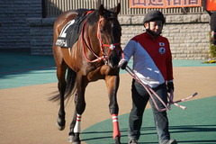 20200202 東京10R 早春S (3勝クラス) ホウオウドリーム 10