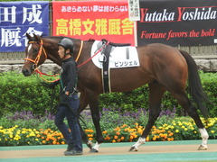 20190609 東京7R 3歳上1勝 ピンシェル 06