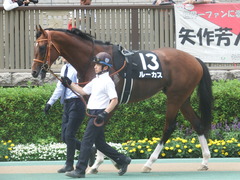 20190608 東京11R 多摩川S 3勝 ルーカス 04