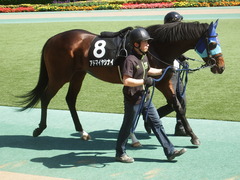 20190525 東京10R 葉山特別(1000) アドマイヤシナイ 04