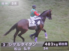 20190622 阪神5R 2歳メイクデビュー シゲルタイタン 02