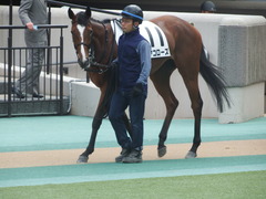 20190616 東京8R 3歳上1勝クラス ミヤコローズ 05