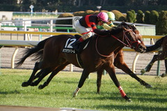 20200202 東京10R 早春S (3勝クラス) ホウオウドリーム 25