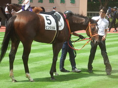 20190810 新潟7R 3歳上1勝クラス ピンシェル 19
