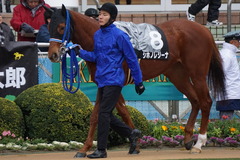 20200118 中山9R 菜の花賞 3歳牝馬1勝クラス シホノレジーナ 10