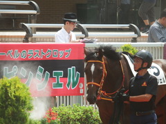 20190810 新潟7R 3歳上1勝クラス ピンシェル 05