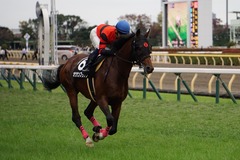 20191124 東京10R ウェルカムS (3勝) オウケンブラック 17