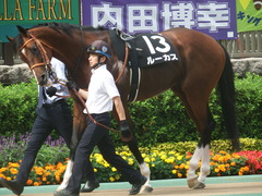 20190608 東京11R 多摩川S 3勝 ルーカス 07