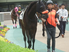 20190518 東京7R (500) ラプターゲイル 05