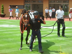 20190810 新潟7R 3歳上1勝クラス ピンシェル 18