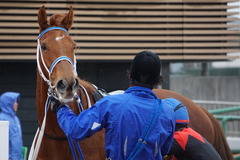 20200118 中山9R 菜の花賞 3歳牝馬1勝クラス シホノレジーナ 23
