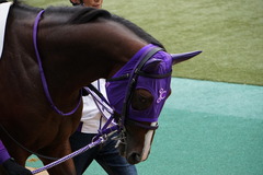 20191027 東京3R 2歳未勝利 シゲルタイタン 05