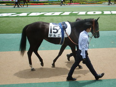 20190601 東京6R 3歳未勝利 マルニ 13
