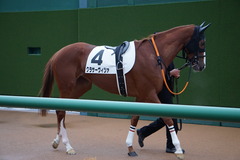 20191207 中山12R 3歳上2勝クラス クラサーヴィツァ 14