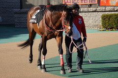 20200202 東京10R 早春S (3勝クラス) ホウオウドリーム 14