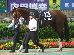 20190608 東京11R 多摩川S 3勝 ルーカス 11
