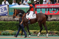 20191020 東京8R 3歳上1勝クラス ピンシェル 22