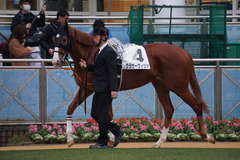 20191207 中山12R 3歳上2勝クラス クラサーヴィツァ 06