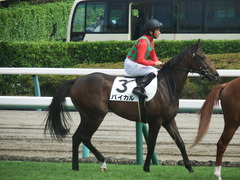 20190916 中山5R 2歳牝馬メイクデビュー バイカル 13
