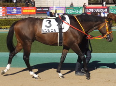 20200209 東京7R 4歳上1勝クラス ピンシェル 08