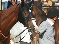 20190831 札幌12R 日高特別 3歳上2勝クラス クラサーヴィツァ 05