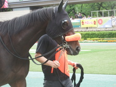 20190518 東京7R (500) ラプターゲイル 06