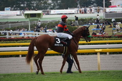 20191103 東京8R 百日草特別 2歳1勝クラス ホウオウピースフル 14