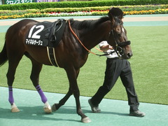 20190518 東京11R メイS 4歳上OP マイネルサージュ 10