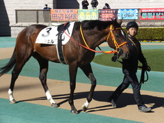 20200209 東京7R 4歳上1勝クラス ピンシェル 02