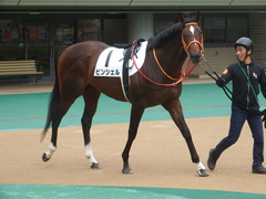 20190609 東京7R 3歳上1勝 ピンシェル 03