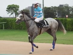 20190921 中山9R 九十九里特別 2勝 ウェディングベール 16