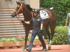 20190810 新潟7R 3歳上1勝クラス ピンシェル 04