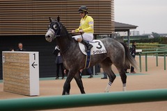 20191222 中山7R 3歳上1勝クラス ロークアルルージュ 19