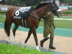 20190622 東京10R 八ヶ岳特別(2勝) ロジスカーレット 04