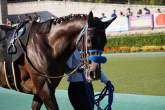 20191102 東京9R 南武特別(2勝クラス) ミッキーバード 03