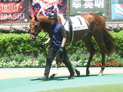 20190616 東京4R 3歳未勝利 ヤップヤップヤップ 07