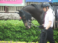 20190518 東京5R 3歳未勝利 ショウナンサジン 12