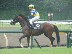 20190622 東京10R 八ヶ岳特別(2勝) ロジスカーレット 20